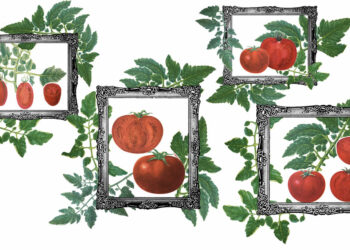 The Evolving Journey of the Armenian Tomato