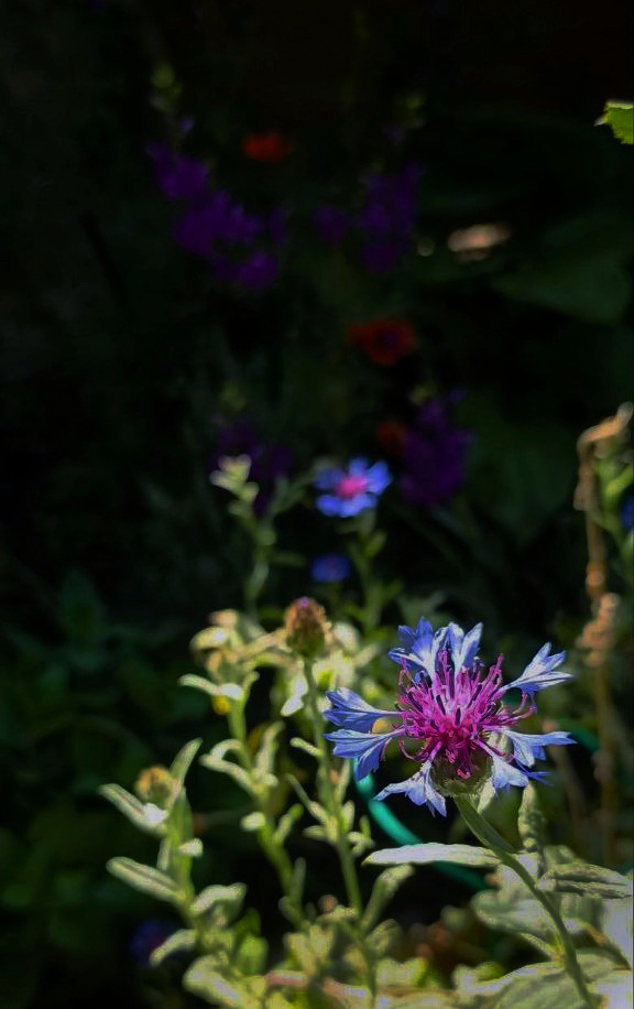 vaghinak the last blue flower 04
