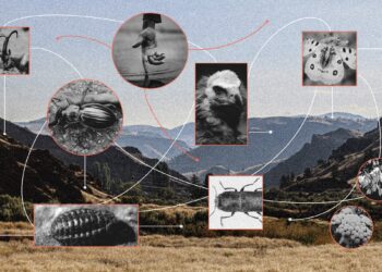 The Unloved Others: Invertebrate Conservation in Armenia