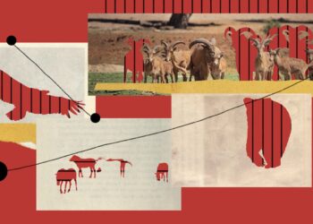 Armenia’s Wildlife Exports