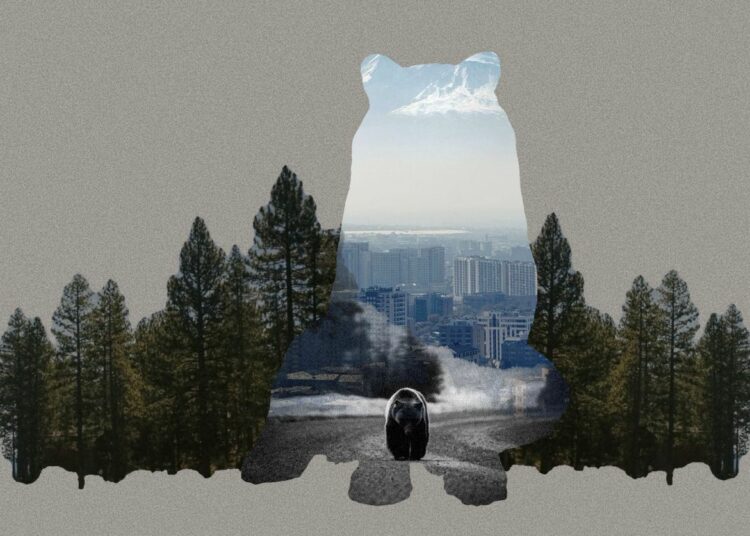 Human-Bear or Human-Human Conflict? COP17 and Armenia’s Race to Act
